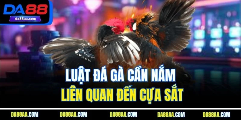 Luật đá gà cần nắm liên quan đến cựa sắt