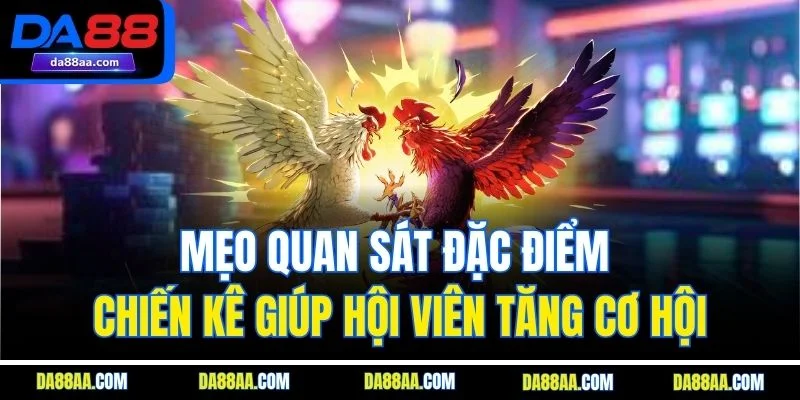 Mẹo quan sát đặc điểm chiến kê giúp hội viên tăng cơ hội